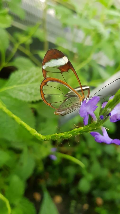 Reshafim The Butterflies Wood House 빌라 외부 사진